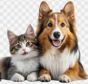 pet health media